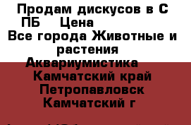 Продам дискусов в С-ПБ. › Цена ­ 3500-4500 - Все города Животные и растения » Аквариумистика   . Камчатский край,Петропавловск-Камчатский г.